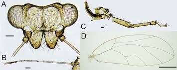 Attēlu rezultāti vaicājumam “Trioza dispar nymph”