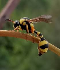 Attēlu rezultāti vaicājumam “Eumenes sp.”