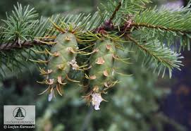 Attēlu rezultāti vaicājumam “Pseudotsuga menziesii var. glauca”