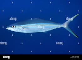 Image result for Elagatis bipinnulata