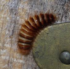 Attēlu rezultāti vaicājumam “Megatoma undata”