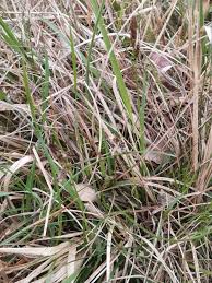 Attēlu rezultāti vaicājumam “Carex caryophyllea fruit”