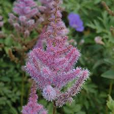 Attēlu rezultāti vaicājumam “Astilbe chinensis flower”