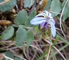 Attēlu rezultāti vaicājumam “Lobeliaceae”