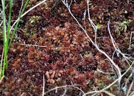 Attēlu rezultāti vaicājumam “Sphagnum magellanicum”