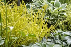 Attēlu rezultāti vaicājumam “Carex elata flower”