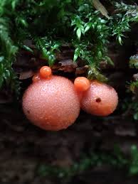 Attēlu rezultāti vaicājumam “Hemitrichia calyculata stalked”