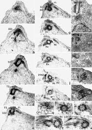 Attēlu rezultāti vaicājumam “Symphytocarpus impexus sessile”