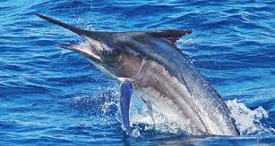 Image result for Istiompax indica