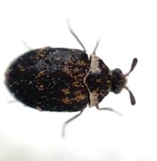 Attēlu rezultāti vaicājumam “Anthrenus museorum”