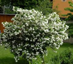 Attēlu rezultāti vaicājumam “Viburnum opulus flower”
