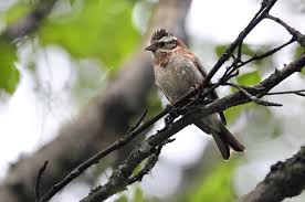 Image result for Emberiza rustica