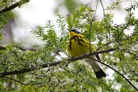 Image result for Dendroica magnolia