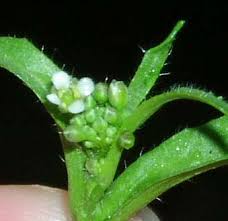 Attēlu rezultāti vaicājumam “Capsella bursa-pastoris fruit”