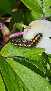 Attēlu rezultāti vaicājumam “Callimorpha dominula imago”