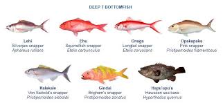 Image result for Hyporthodus quernus