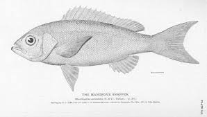 Image result for Rhomboplites aurorubens