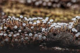 Attēlu rezultāti vaicājumam “Physarum braunianum young”