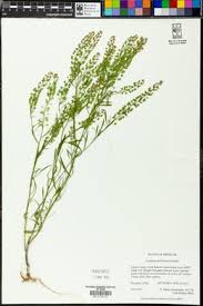 Attēlu rezultāti vaicājumam “Lepidium densiflorum leaf”
