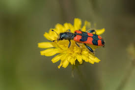 Attēlu rezultāti vaicājumam “Cantharis rustica imago”