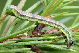 Attēlu rezultāti vaicājumam “Macaria signaria”