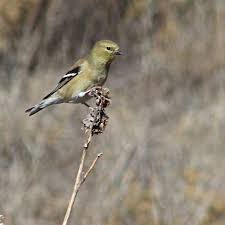 Attēlu rezultāti vaicājumam “Fringillidae”