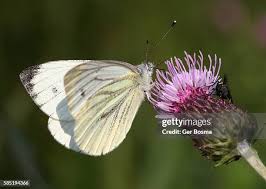 Attēlu rezultāti vaicājumam “Pieris napi male”