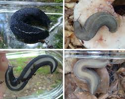 Attēlu rezultāti vaicājumam “Limax cinereoniger”