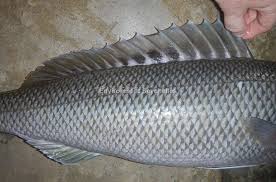 Image result for Aprion virescens