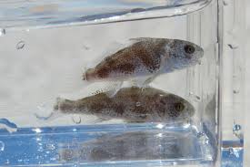 Image result for Menticirrhus saxatilis