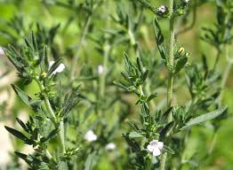 Image result for Satureja hortensis