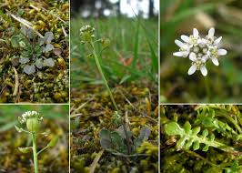 Attēlu rezultāti vaicājumam “Teesdalia nudicaulis”