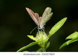 Attēlu rezultāti vaicājumam “Celastrina argiolus underside”