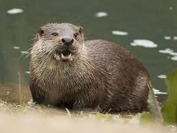 Attēlu rezultāti vaicājumam “Lutra lutra”