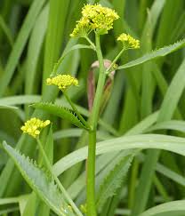 Attēlu rezultāti vaicājumam “Rorippa amphibia leaf”