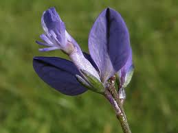 Attēlu rezultāti vaicājumam “Polygala amarella”