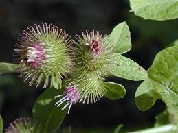 Attēlu rezultāti vaicājumam “Arctium”