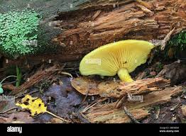 Attēlu rezultāti vaicājumam “Tricholomopsis decora”