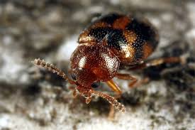 Attēlu rezultāti vaicājumam “Tetratoma ancora”