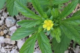 Attēlu rezultāti vaicājumam “Potentilla norvegica flower”
