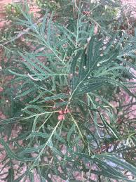 Attēlu rezultāti vaicājumam “Quercus robur fo. pectinata”