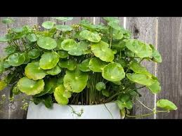 Attēlu rezultāti vaicājumam “Hydrocotyle vulgaris bud”