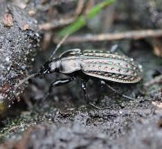 Attēlu rezultāti vaicājumam “Carabus clathratus”