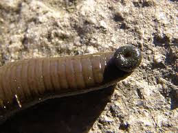 Attēlu rezultāti vaicājumam “Haemopis sanguisuga”