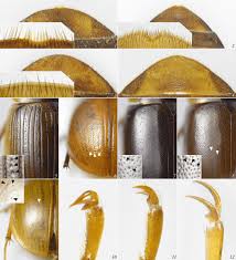 Attēlu rezultāti vaicājumam “Enochrus affinis”