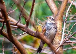 Image result for Turdus eunomus