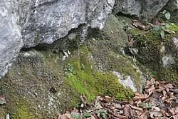 Attēlu rezultāti vaicājumam “Anomodon longifolius”