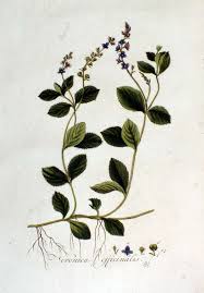 Image result for Veronica officinalis