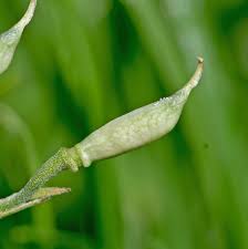 Attēlu rezultāti vaicājumam “Consolida regalis bud”