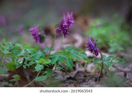 Attēlu rezultāti vaicājumam “Corydalis cava fruit”